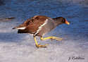 Gallinula chloropus